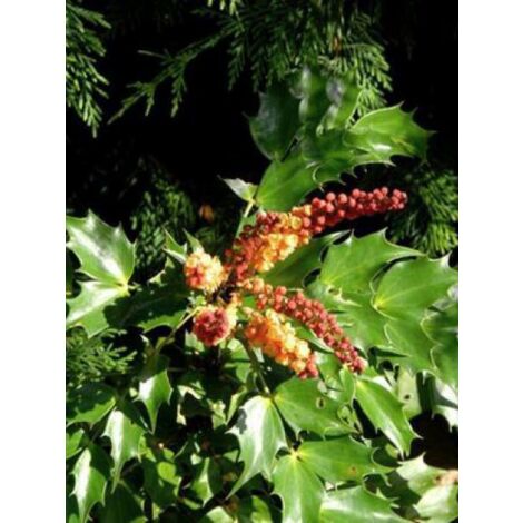Mahonia 'Cabaret' Pot de 2L/3L (1/2)