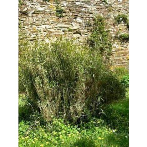 Pleioblastus humilis pumilus Pot de 1L/1,5L (1/4)