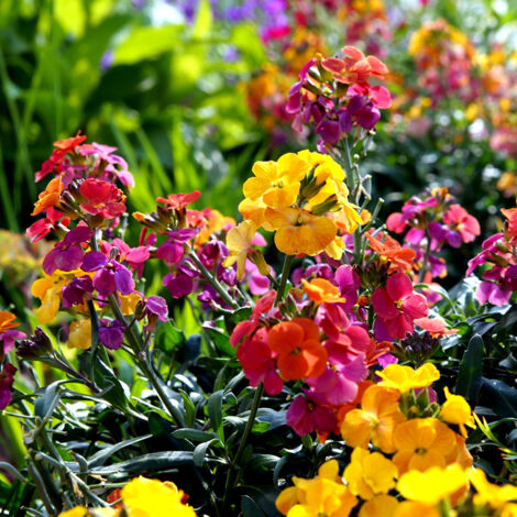 Graines de Giroflée ravenelle Fair Lady Mix - Erysimum ou Cheiranthus cheirii le sachet de 450 graines (1g)