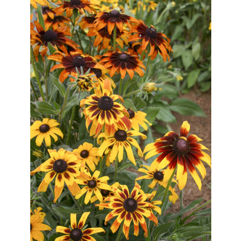 Rudbeckie 'Gloriosa Daisy' le sachet de 1100 graines (1g) (1/2)