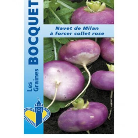 Navet 'de Milan à forcer collet rose' le sachet de 250 graines (0,5g) (1/2)