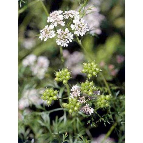 Coriandre le sachet de 120 graines (2g) (1/5)