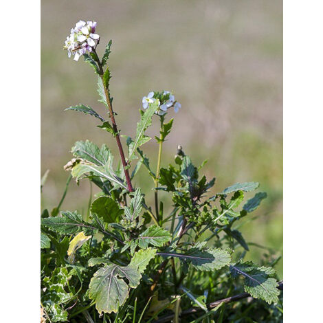 Fausse roquette, Roquette blanche 'Rocky Wild' le sachet de 10000 graines (2,5g) (1/2)
