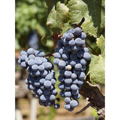 Vigne 'Alphonse Lavalée' Pot de 3L/4L