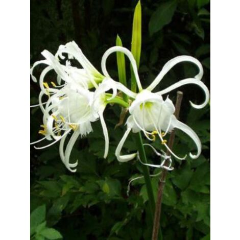 Ismene festalis Bulbe taille 16+ (1/4)