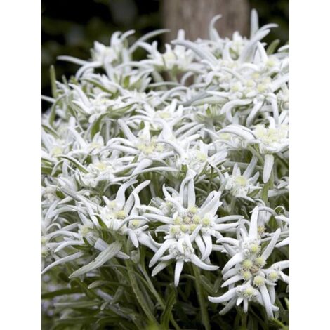 Edelweiss des Alpes 'Blossom of Snow' Godet de 8/9 cm (1/4)