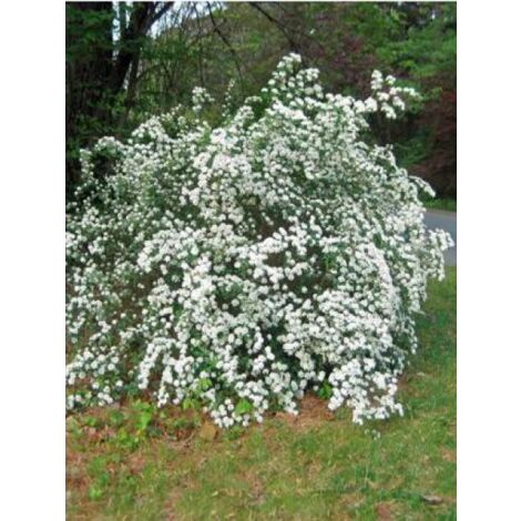 Spirée du Japon 'Snowmound' Pot de 1L/1,5L