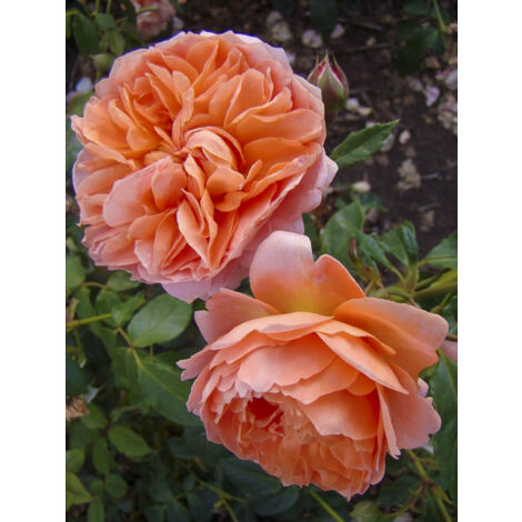 Rosier à fleurs groupées 'Marc's Jubilée' Pot de 4L/5L