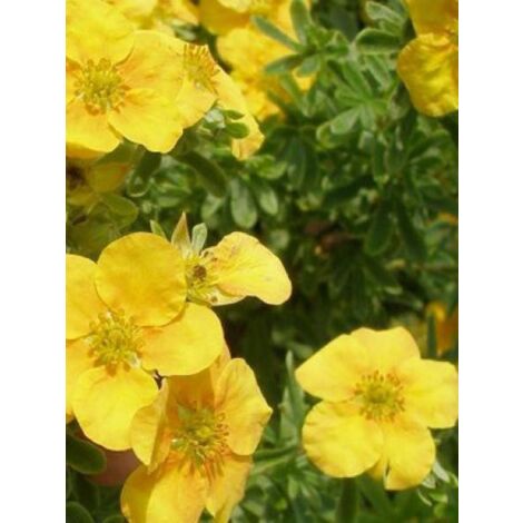 Potentille arbustive 'Mango Tango' Pot de 2L/3L (1/3)