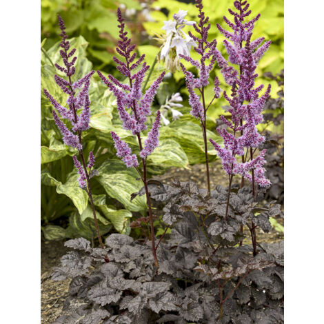 Astilbe 'Dark Side Of The Moon' Godet de 8/9 cm (1/2)