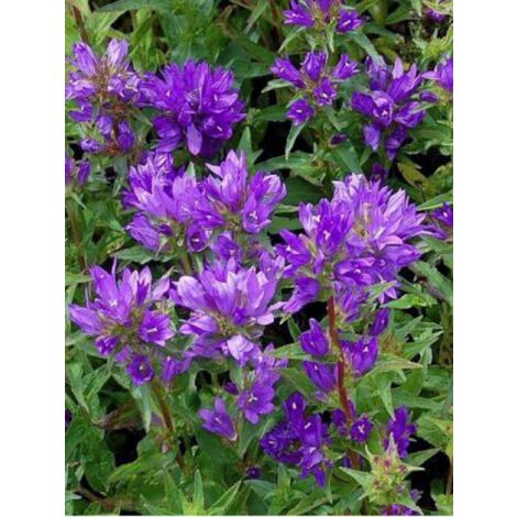 Campanule à bouquets 'Acaulis' Godet de 8/9 cm (1/3)