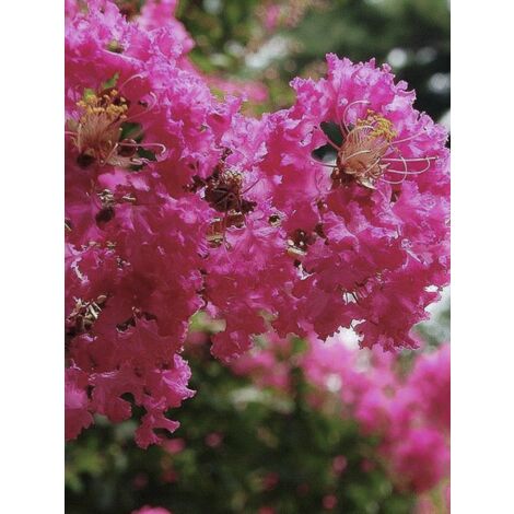 Lilas des Indes 'Mimie Fuchsia Pot de 2L/3L (1/4)