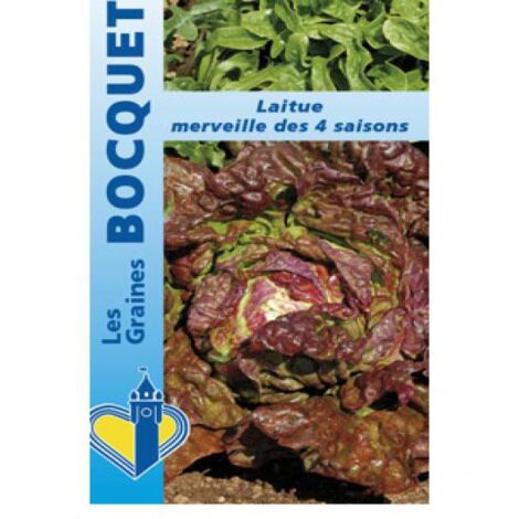Laitue 'Merveille des 4 Saisons' le sachet de 2500 graines (3g) (1/2)