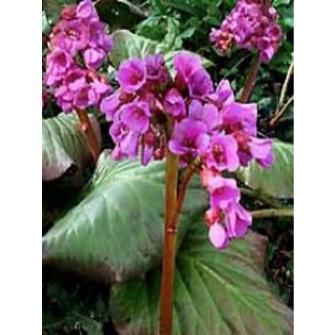 Bergénia 'Abendglut' Godet de 8/9 cm (1/4)