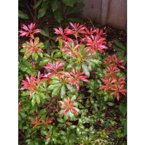 Andromède du Japon 'Forest Flame' Godet de 8/9 cm (1/5)