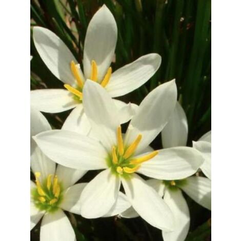 Crocus du Brésil Godet de 8/9 cm calibre I (1/2)