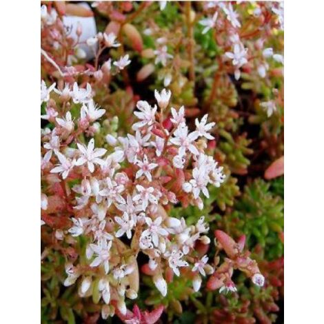 Orpin blanc 'Coral Carpet' Godet de 8/9 cm (1/2)