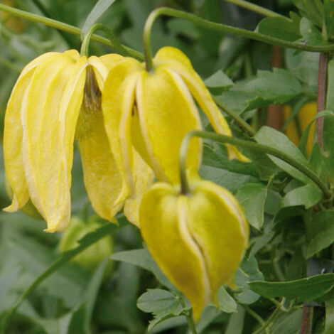 Clématite - Clematis tangutica Lambton Park Pot de 2L/3L