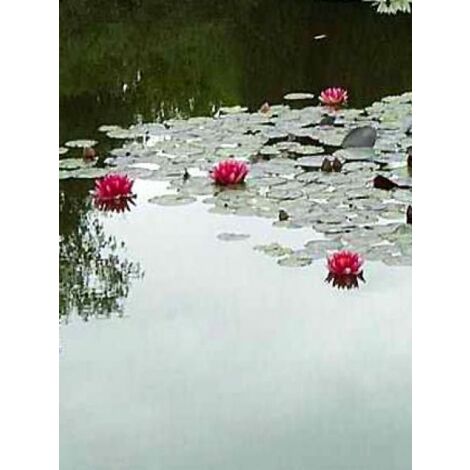 Nénuphar 'Attraction' Pot de 1L/1,5L