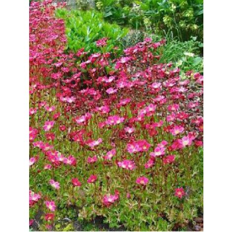 Saxifrage d'Arends 'Peter Pan' Godet de 8/9 cm