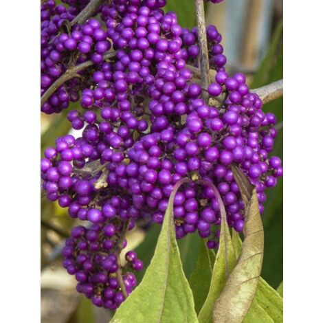Arbuste aux bonbons 'Imperial Pearl' Pot de 3L/4L