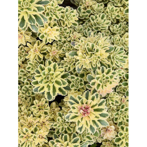 Orpin de Takeshima 'Atlantis' Godet de 8/9 cm (1/2)