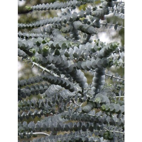 Gommier 'Baby Blue' Pot de 2L/3L (1/4)