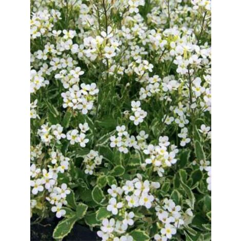 Arabette du Caucase 'Variegata' Godet de 8/9 cm (1/3)