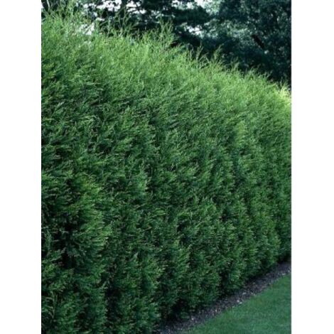 Cyprès de Leyland '2001' Godet de 8/9 cm