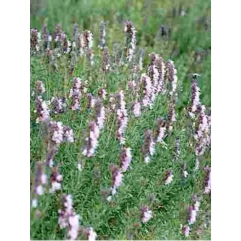 Hysope officinale 'Roseus' Godet de 8/9 cm (1/2)