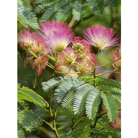 Arbre de soie 'Tropical Dream' Pot de 7,5L/10L (1/3)
