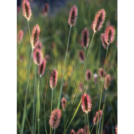 Herbe aux écouvillons 'Red Bunny Tails' Godet de 8/9 cm