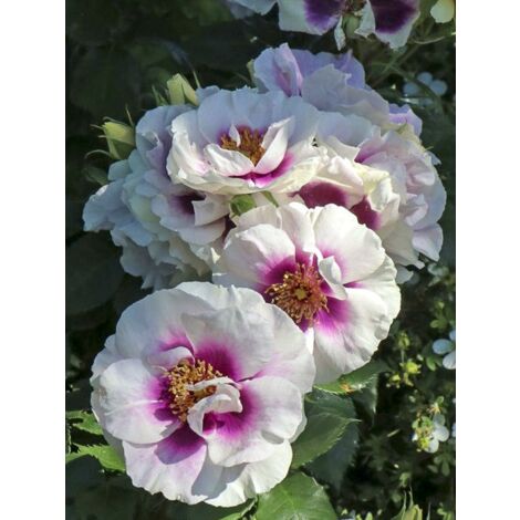 Rosier de Perse 'See You In Purple' Pot de 3L/4L (1/5)