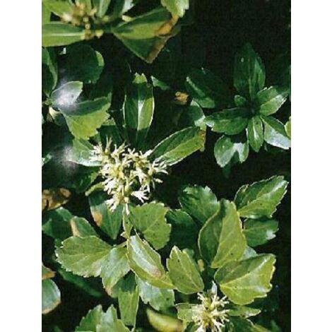 Pachysandra terminalis Godet de 8/9 cm (1/5)