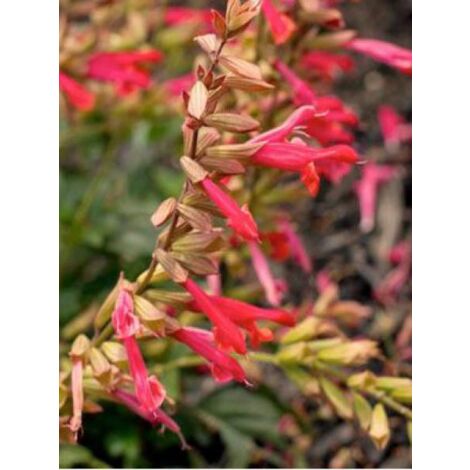 Sauge 'Ember's Wish' Godet de 8/9 cm (1/3)