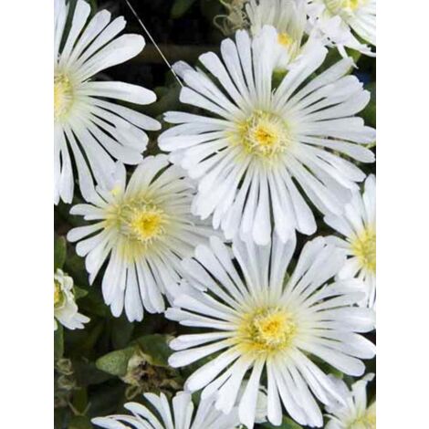 Pourpier 'Wheels of Wonder White' Godet de 7/8 cm