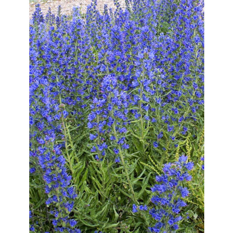 Vipérine 'Blue Bedder' le sachet de 450 graines (2g)