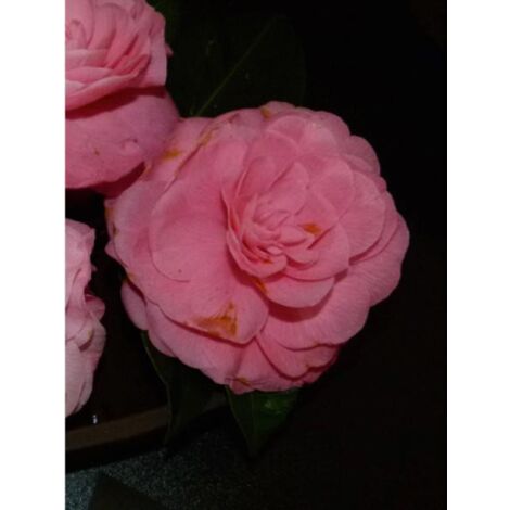 Camélia du Japon 'Nuccio's Pearl' Pot de 2L/3L (1/2)
