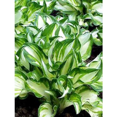 Hosta undulata 'Mediovariegata' Godet de 8/9 cm (1/3)