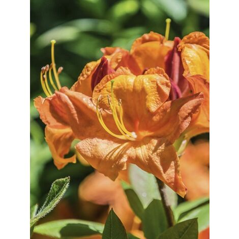 Azalée de Chine 'Glowing Embers' Pot de 4L/5L (1/3)