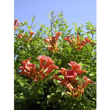 Bignone, Trompette de Virginie 'Atropurpurea' Pot de 2L/3L (1/3)