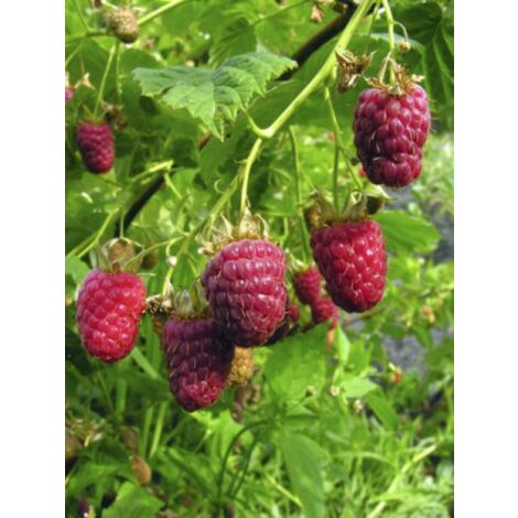 Framboisier 'Malling Promise' Pot de 1,5L/2L (1/3)