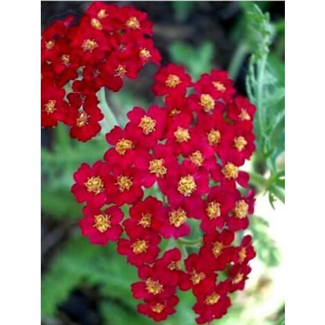 Achillée millefeuille 'Red Beauty' Godet de 8/9 cm (1/2)