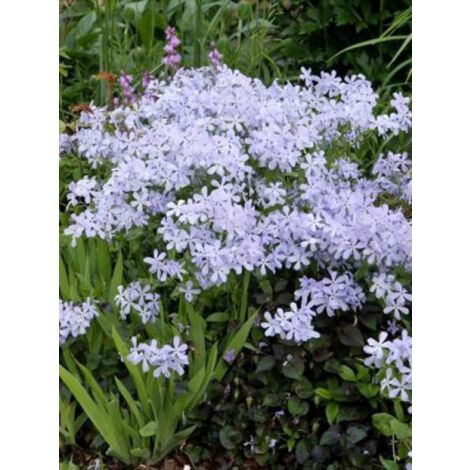 Phlox divariqué 'Clouds Of Perfume' Godet de 8/9 cm