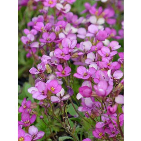 Arabette du Caucase 'Rosea' Godet de 8/9 cm