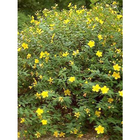 Millepertuis 'Hidcote' – Arbuste buissonnant 150 cm – Fleurs jaunes en cymes – Exposition soleil/mi-ombre – Godet 8/9 cm