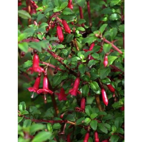 Fuchsia microphylla Godet de 8/9 cm
