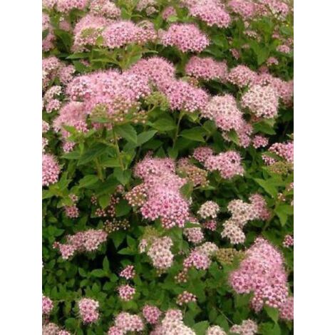 Spirée japonaise 'Little Princess' Godet de 8/9 cm (1/4)