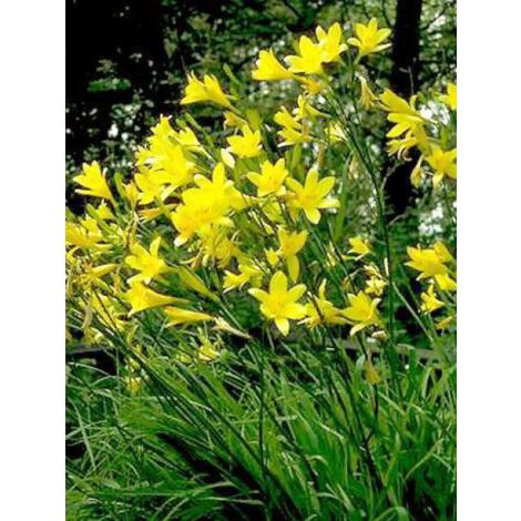Lis d'un jour, Hémérocalle à fleurs d'asphodèle Godet de 8/9 cm (1/4)