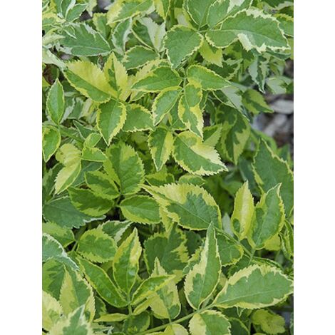 Sureau panaché Pot de 3L/4L (1/2)